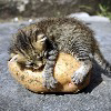 Catpotato