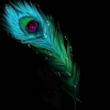 Black Drop