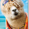 stonedalpaca