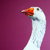 TheGoose