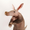 AsinineAardvark