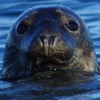 SealJohnson