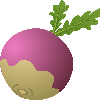 Turnip