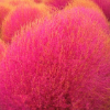 Senorbushy