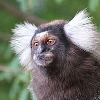 Marmoset Threat