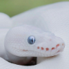 Snuggle Squiggle