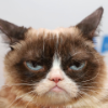 Norwes the cat