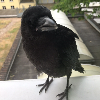 Tauwetter