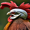 Xeln