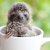 Harmonious Arkos Sloth