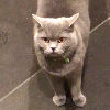 WJAuctorson