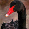 Black_Swanx