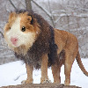 HURGMCGURG