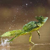 LizardMessiah