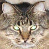 furball tiger