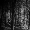 Wickedly_Designed