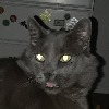 cacklingcat