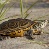 ALostTerrapin