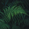 Fernicus