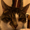 Slimeycat