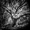 Fiona Fair