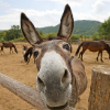 Unintelligent Donkey