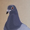 Confused Pigeon Noises
