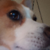 Darude