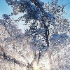Snowy Depths