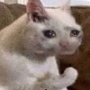 AHlgnd