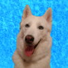 frostwolf86