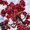 Sumac