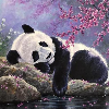 SleepyandLazyPanda