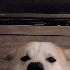 SaltyDog33