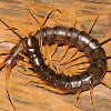 Centipide