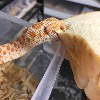 Snekek