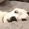 pandadogunited