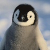 Frostbird