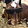 lousy goat Olav