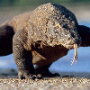 KomodoDragon