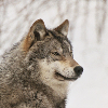 FaolenBookWolf