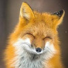Wox