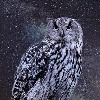 OwlishIntergalactic