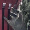 Angry_Raccoon 