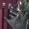 Angry_Raccoon