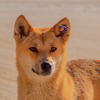 dingo-xever