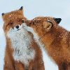 Foxie