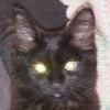 DarthKitten