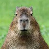 HappyCapybara