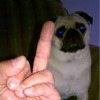 randompug